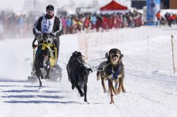 Lenk 2013